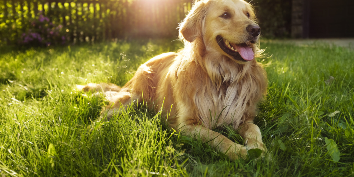 Gentle Giant Dog Food: The Perfect Diet for Large and Giant Breeds