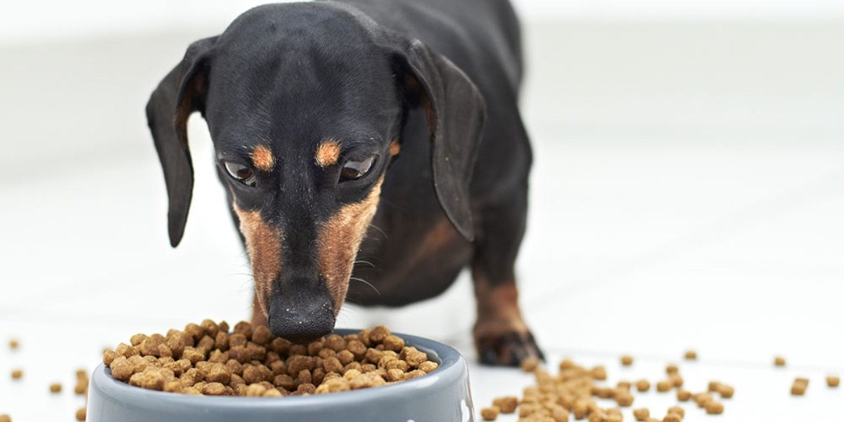 Valu-Pak Dog Food Affordable and Nutritious Options for Your Pet